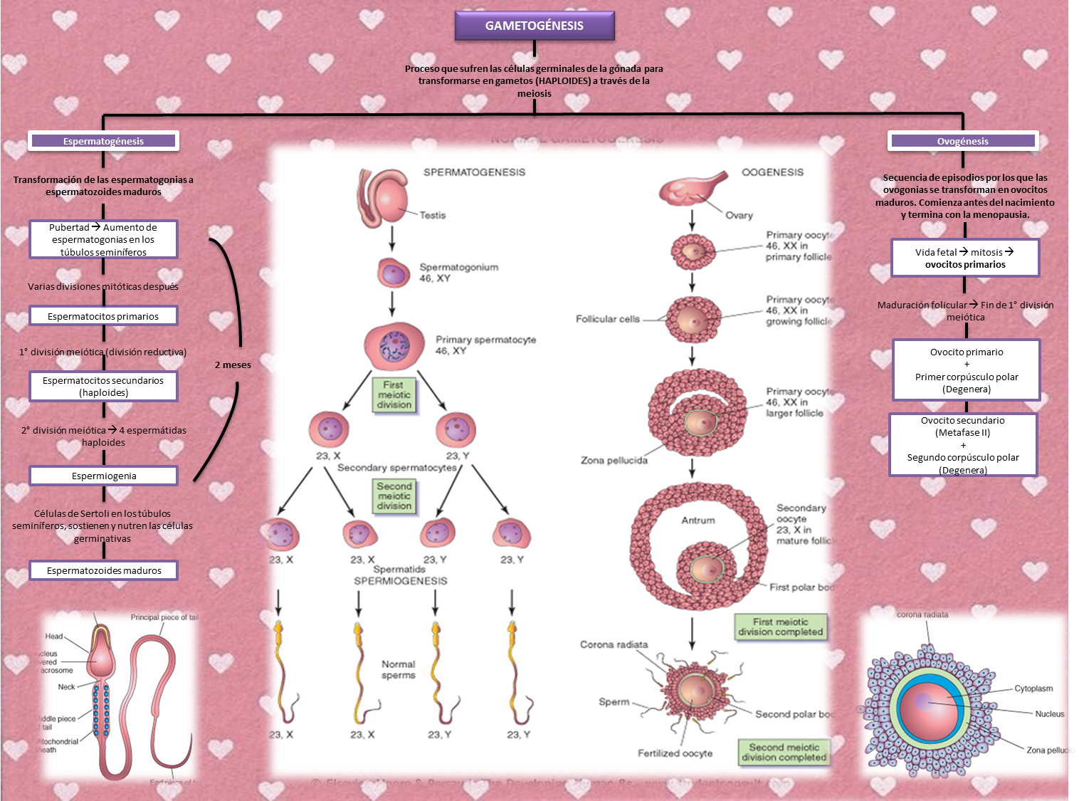 GAMETOGENESIS - Mind Map